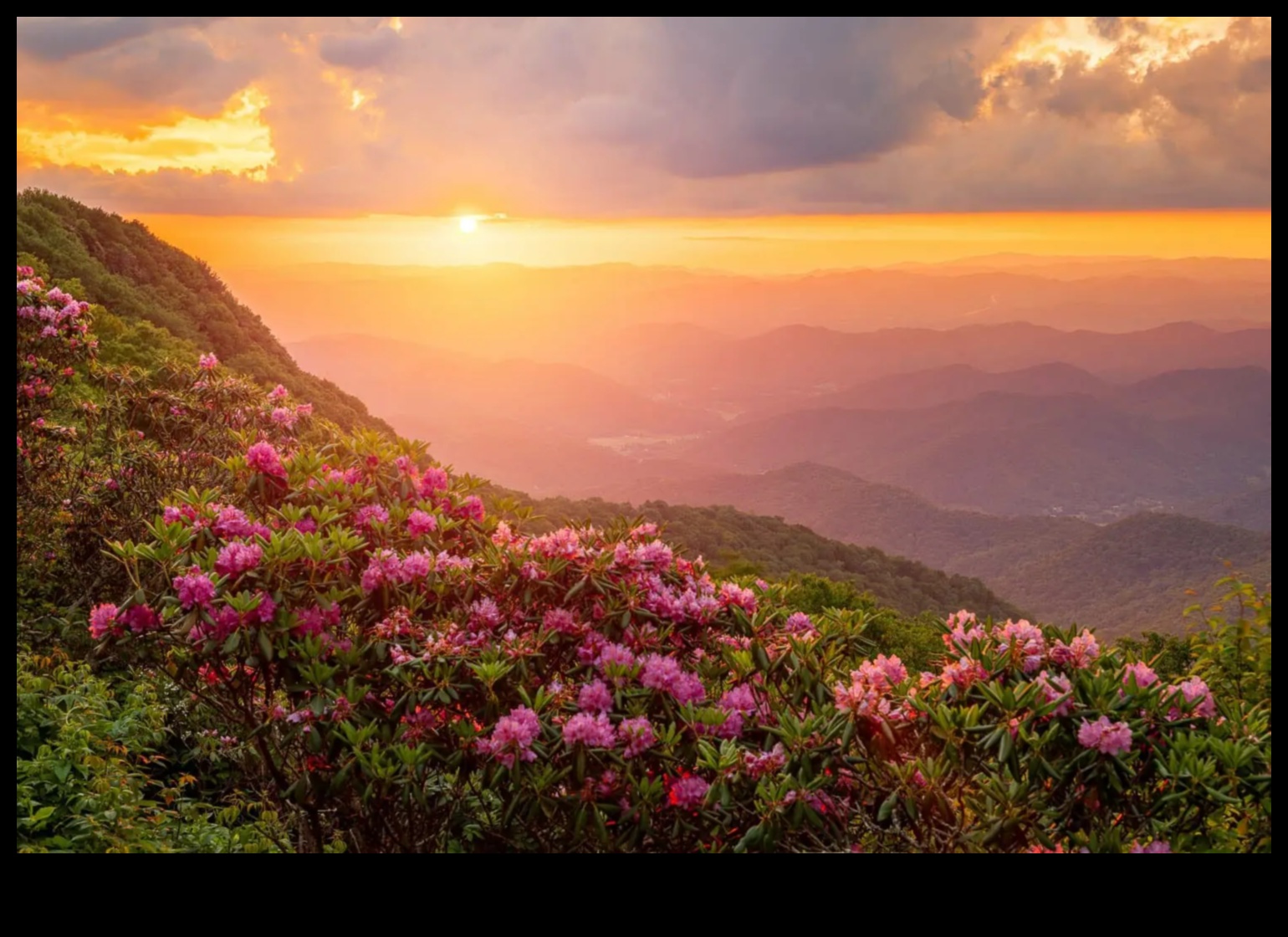 Shutter Serenity: Stăpânirea perspectivelor cu educația expertă în fotografie