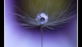 Detalii complexe dezvăluite: Stăpânirea artei fotografiei macro