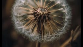 Macro Magic: Capturând esența frumuseții în fiecare mic detaliu